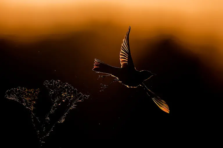 Finalist-Young-In the Blazed Haze of Sunset-Marina Gavrikova-CUPOTY 7-WEB